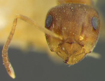 Media type: image;   Entomology 34764 Aspect: head frontal view